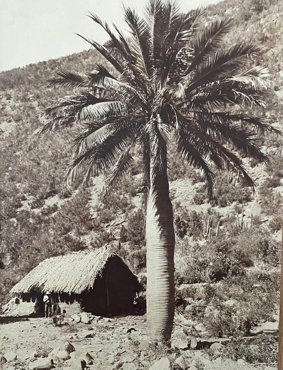 Fotografias Las Palmas de Ocoa, V Región 