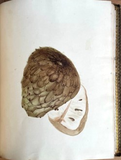 Album Siglo XIX  [1856-1868] con dibujos, acuarelas y bocetos e Chile
